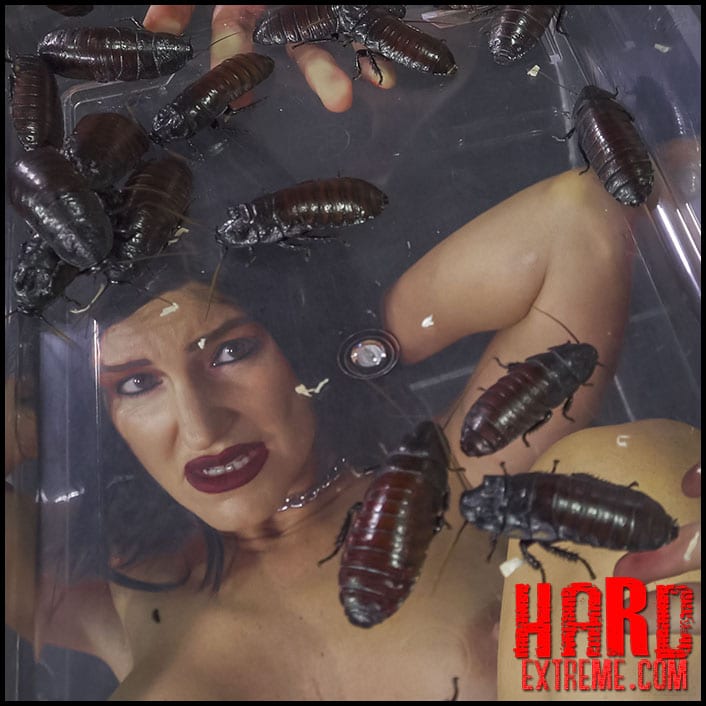 Bug Box Porn - Intrusion â€“ Queensect Porn â€“ Why am I not scared ??? watch online at our  extreme porn hub