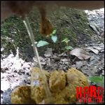 Goddesslucy – Orangish Logs in the Woods – Scat Outdoor