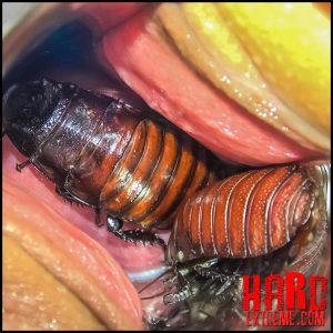 Swarmed – Inside View – Queensect Porn, Insects, Biting