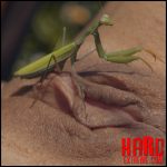 Praying Mantis – Queensect Porn – New VIP Extreme 2023!