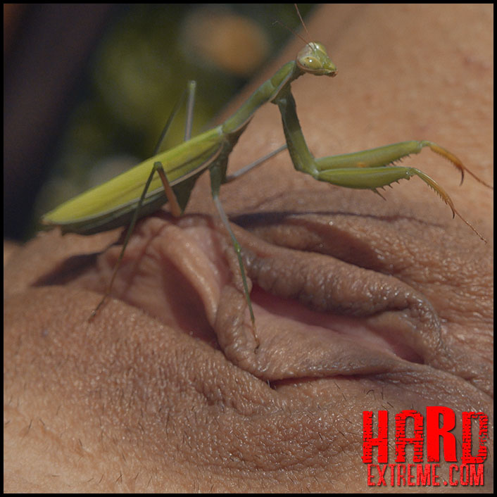 Praying Mantis – Queensect Porn