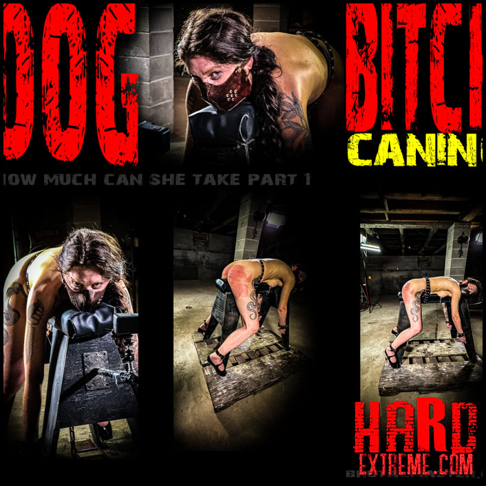 Brutalmaster – Dog – Bitch Caning