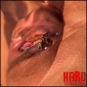 Queensect Porn – Wasp Experiment – VIP Extreme