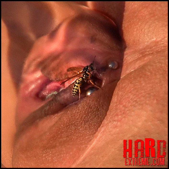 Queensect Porn – Wasp Experiment 